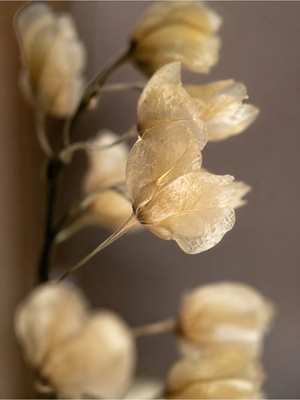 Pressed Lily of the Valley Glass Frame | Minimalist Botanical Decor